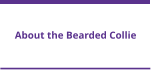 About the Bearded Collie